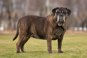 Bullmastiff — senior