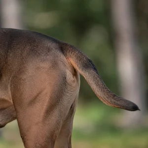 Bullmastiff — tail