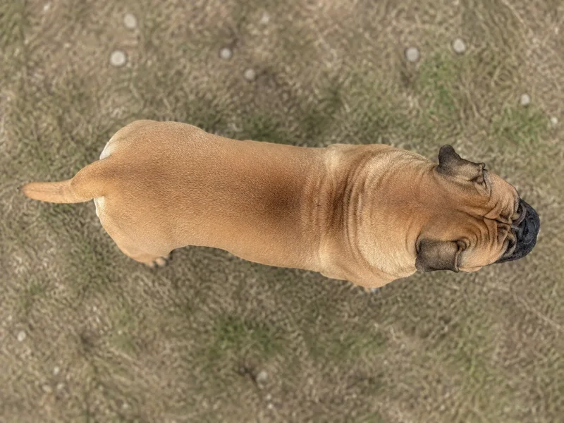 Bullmastiff — top