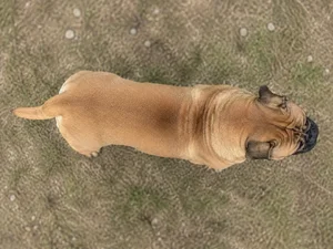 Bullmastiff — top