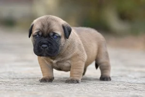 Bullmastiff — young puppy (~1 mo)