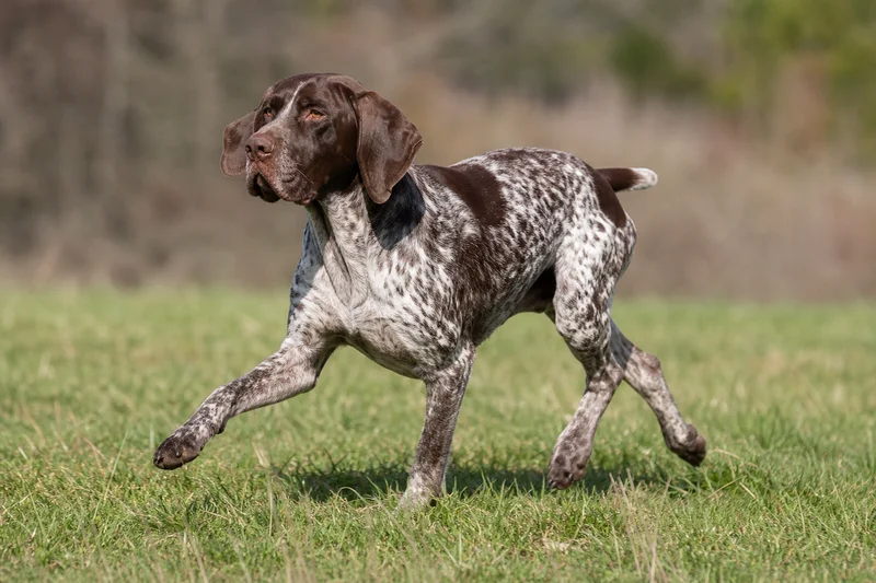 Burgos Pointer — running