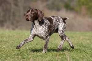 Burgos Pointer — running