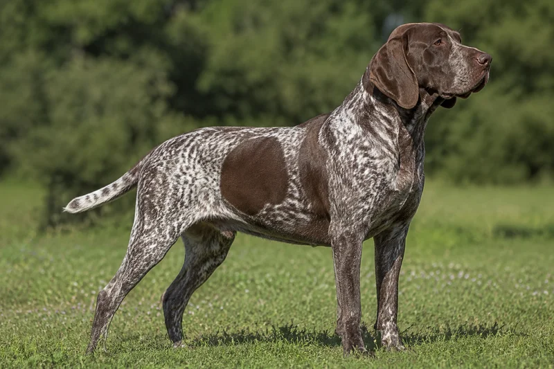 Burgos Pointer — adult