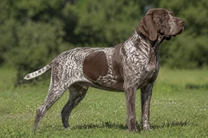 Burgos Pointer — adult