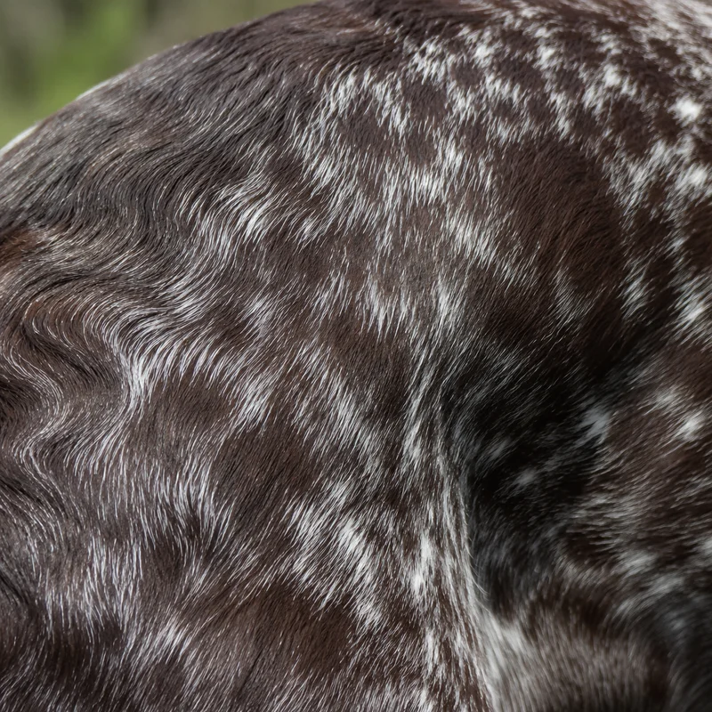 Burgos Pointer — coat texture