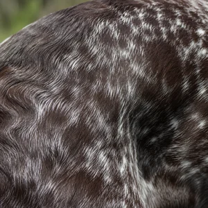 Burgos Pointer — coat texture