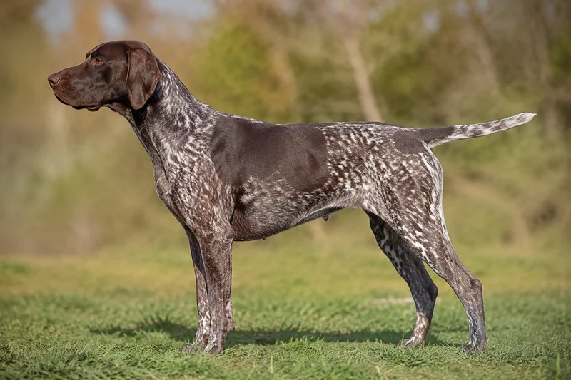 Burgos Pointer — Liver and white coat