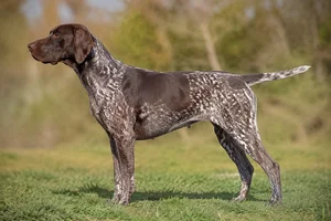 Burgos Pointer — Liver and white coat