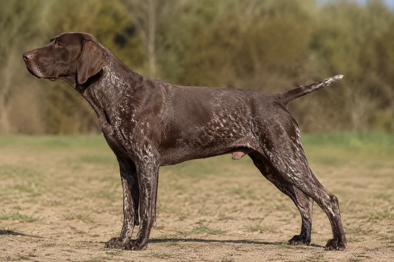 Burgos Pointer — Liver coat