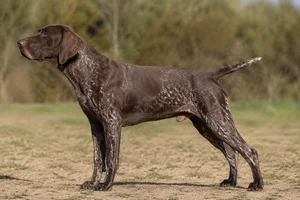 Burgos Pointer — Liver coat