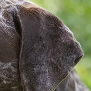 Burgos Pointer — ears