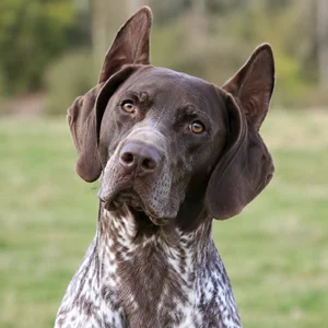 Burgos Pointer — alert