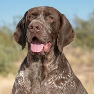 Burgos Pointer — happy