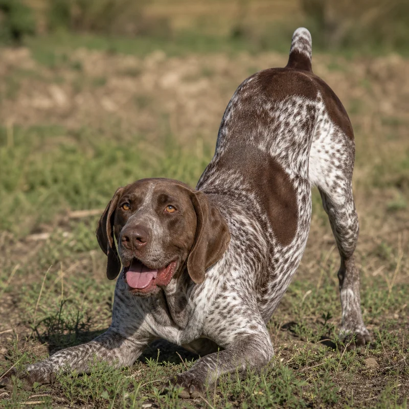 Burgos Pointer — playful