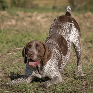 Burgos Pointer — playful