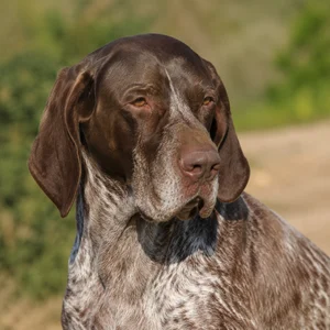 Burgos Pointer — relaxed