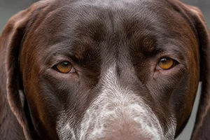 Burgos Pointer — eyes