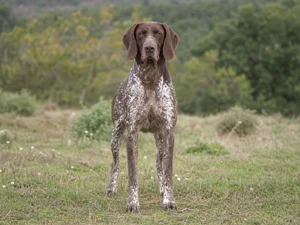 Burgos Pointer — front