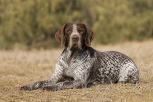 Burgos Pointer — lying down