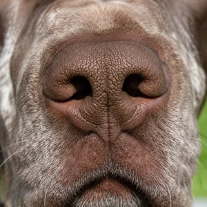 Burgos Pointer — nose