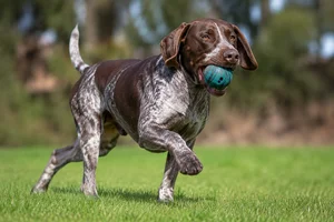 Burgos Pointer — playing