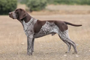 Burgos Pointer dog