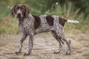 Burgos Pointer — puppy (~4 mo)