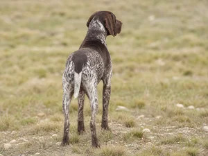 Burgos Pointer — rear