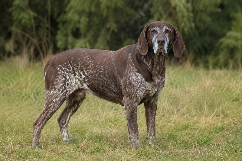 Burgos Pointer — senior