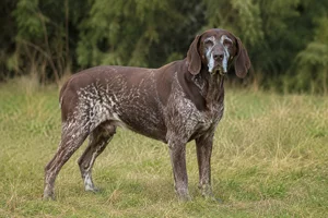 Burgos Pointer — senior