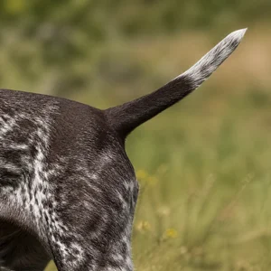 Burgos Pointer — tail