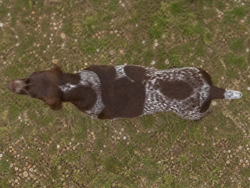 Burgos Pointer — top
