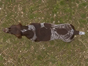 Burgos Pointer — top