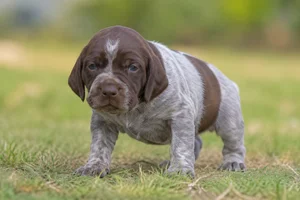Burgos Pointer — young puppy (~1 mo)