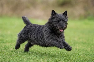 Cairn Terrier — running