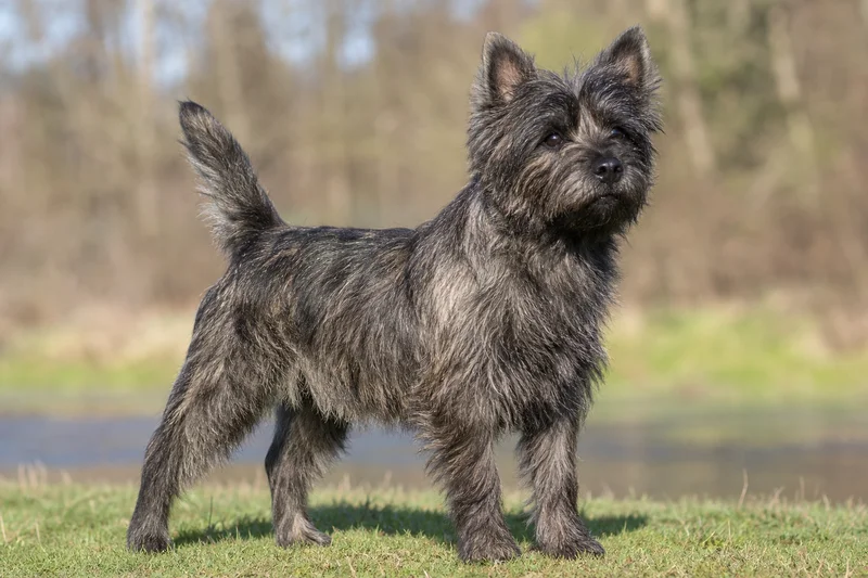 Cairn Terrier — adult