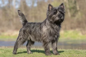 Cairn Terrier — adult