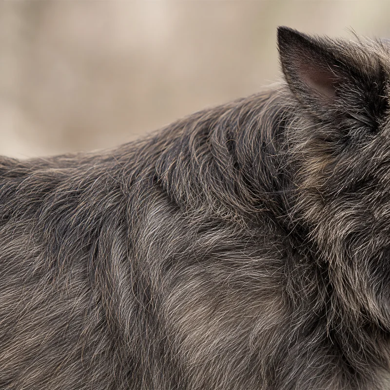 Cairn Terrier — coat texture