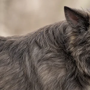 Cairn Terrier — coat texture
