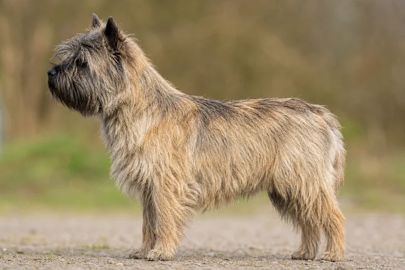 Cairn Terrier — Black-tipped wheaten coat