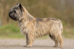 Cairn Terrier — Black-tipped wheaten coat