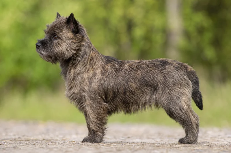 Cairn Terrier — Brindle coat