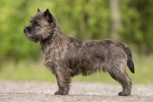 Cairn Terrier — Brindle coat