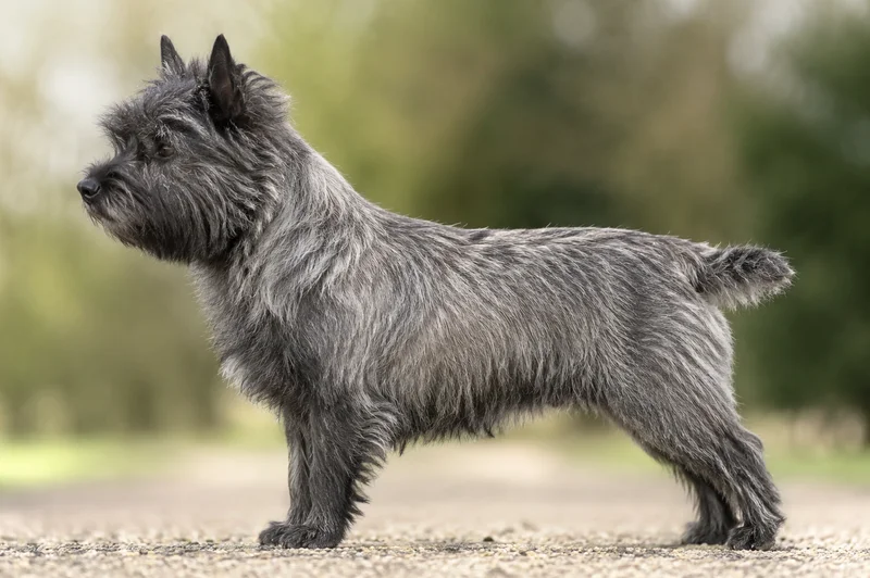 Cairn Terrier — Gray coat