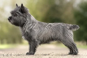 Cairn Terrier — Gray coat