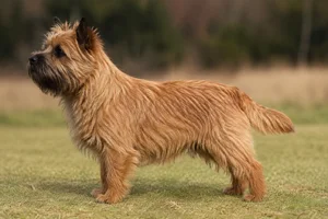 Cairn Terrier — Red coat