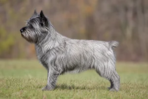 Cairn Terrier — Silver coat
