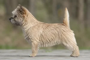 Cairn Terrier — Wheaten coat