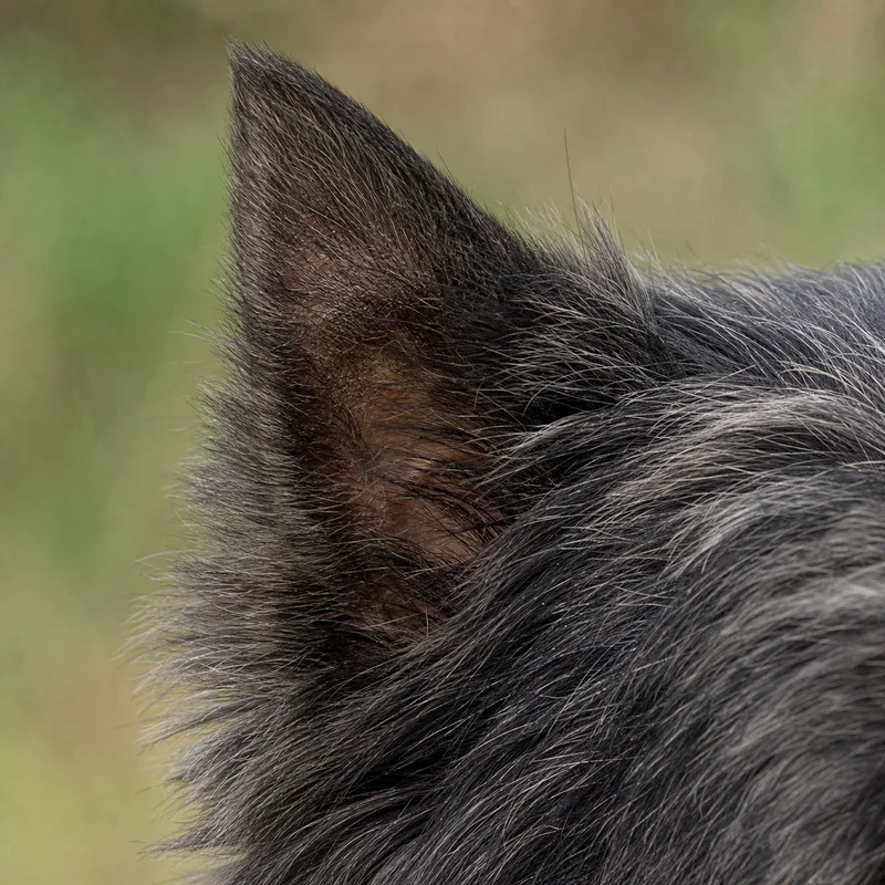 Cairn Terrier — ears